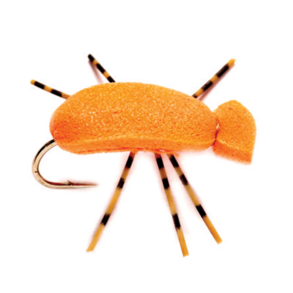 Indicator Beetle