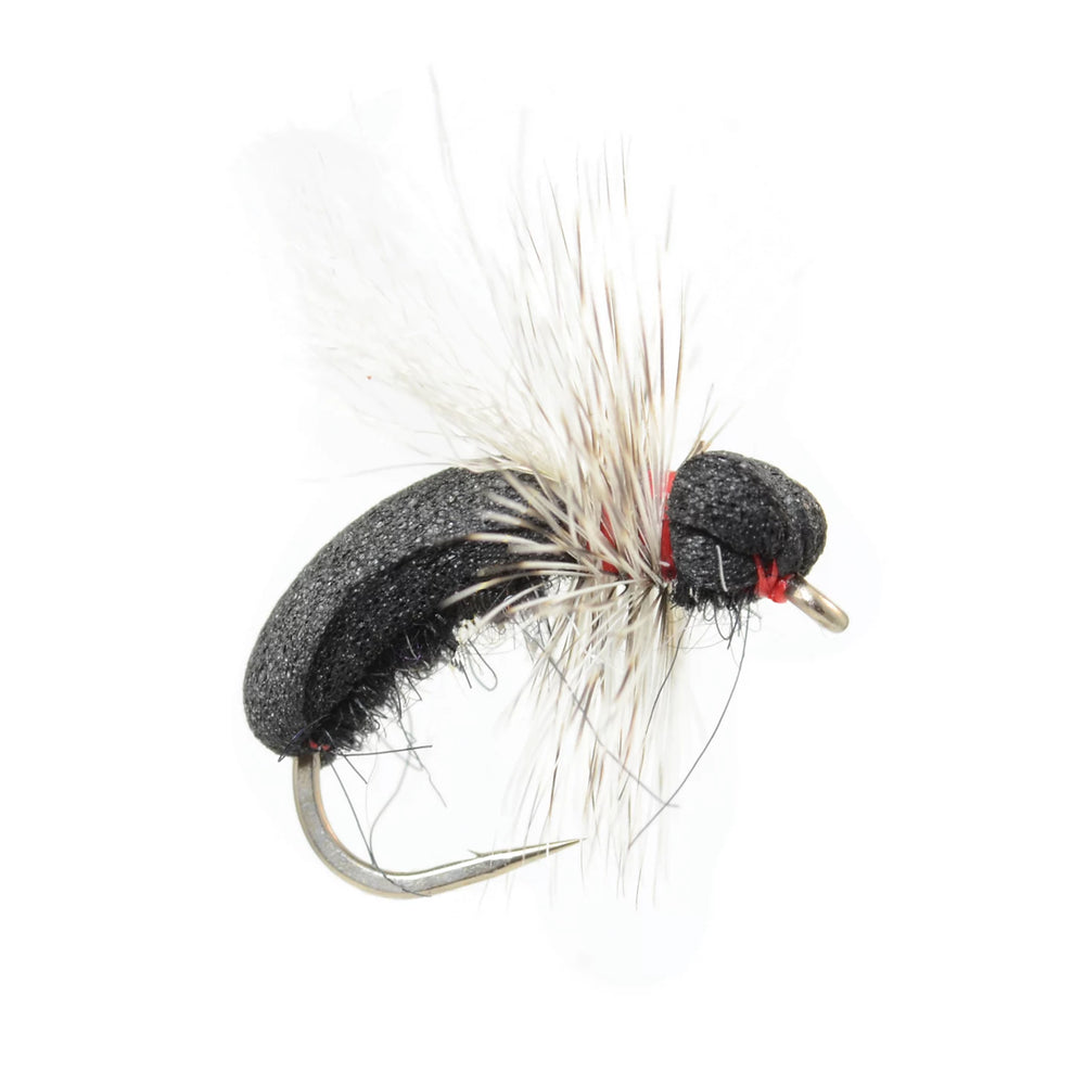 Black Toast Ant