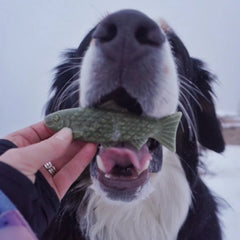 Breedwise Trophy™ Dog Dental Chews