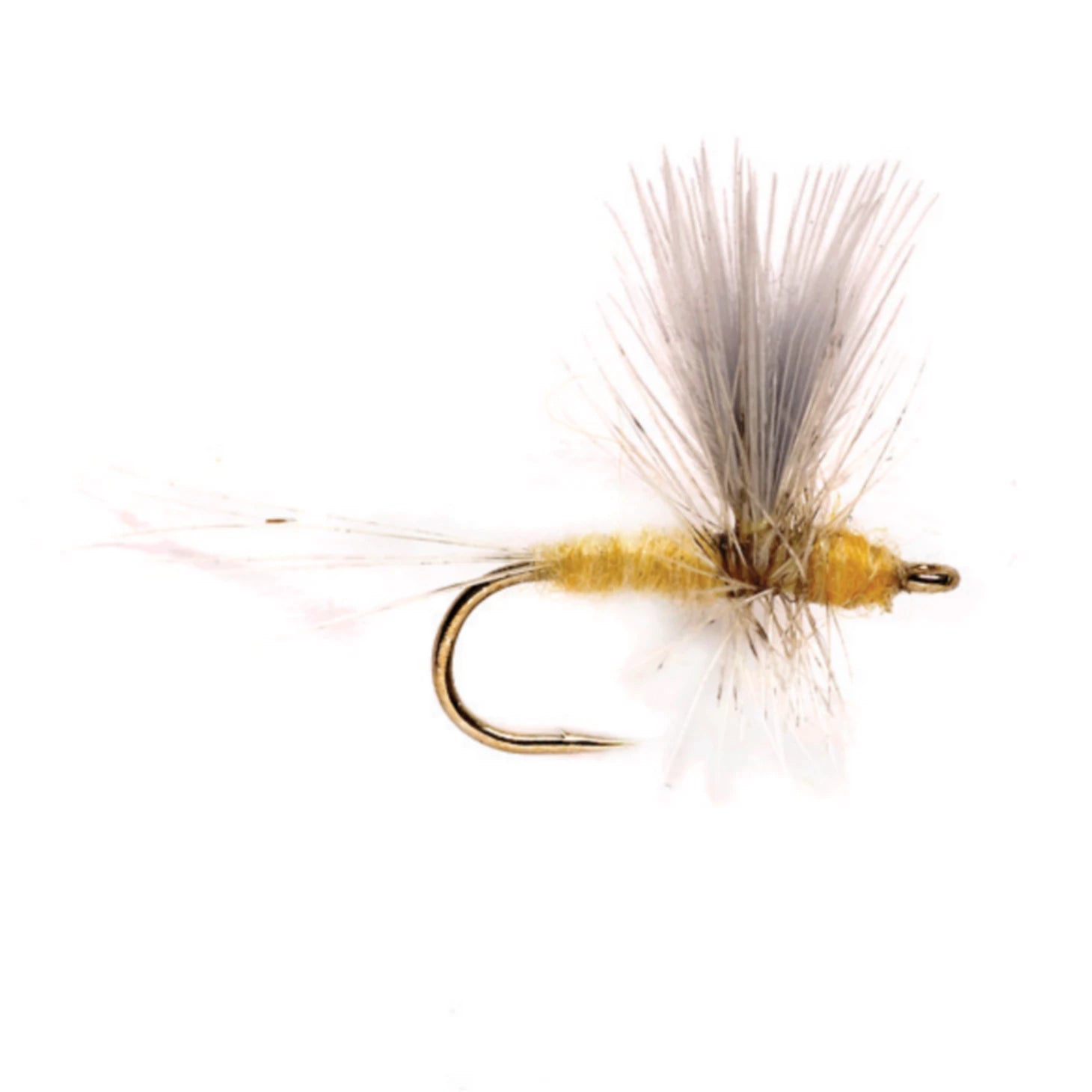 Pale Morning Dun Thorax