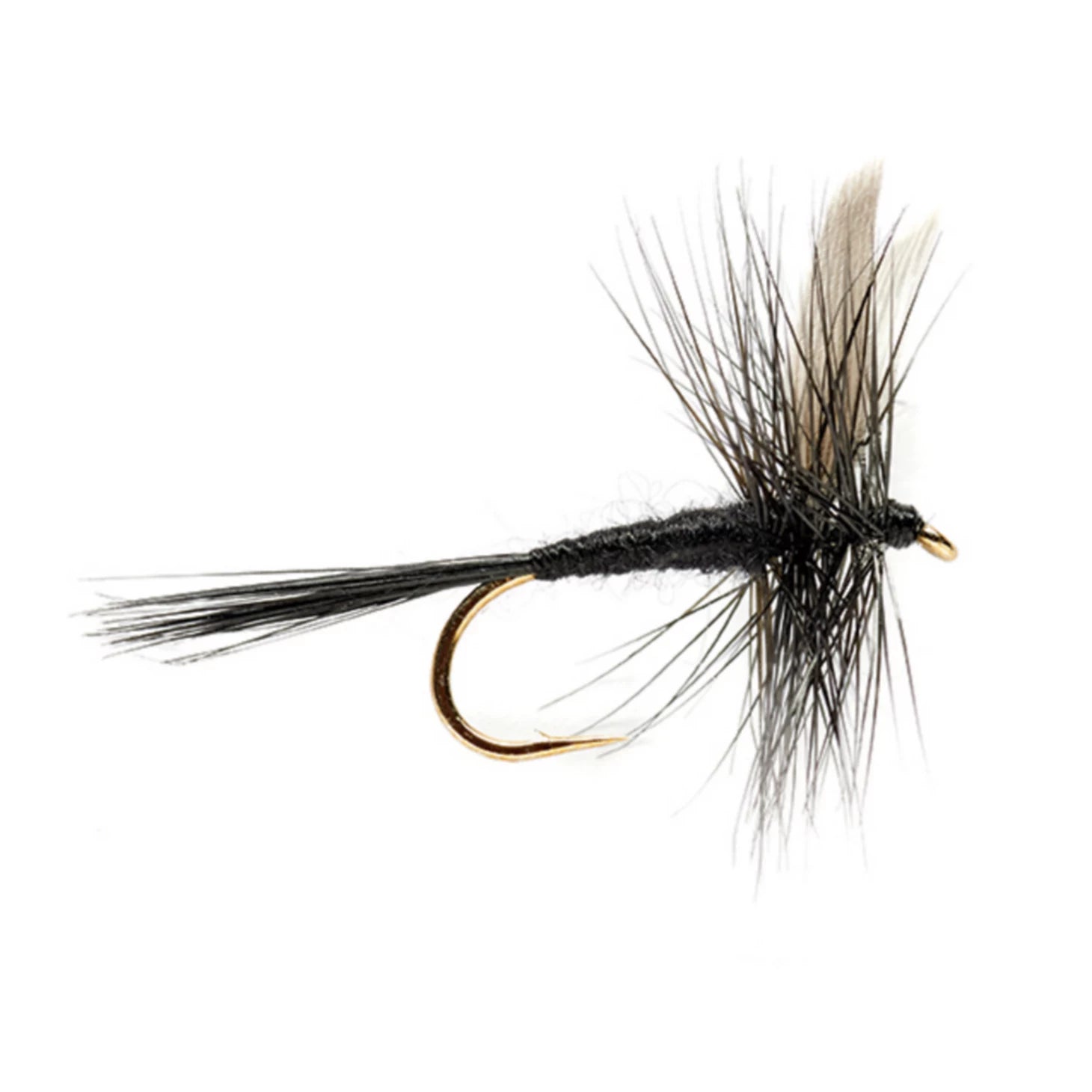 Black Gnat