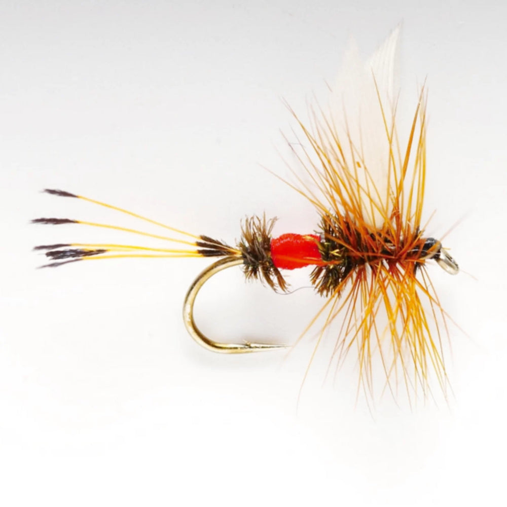 Royal Coachman