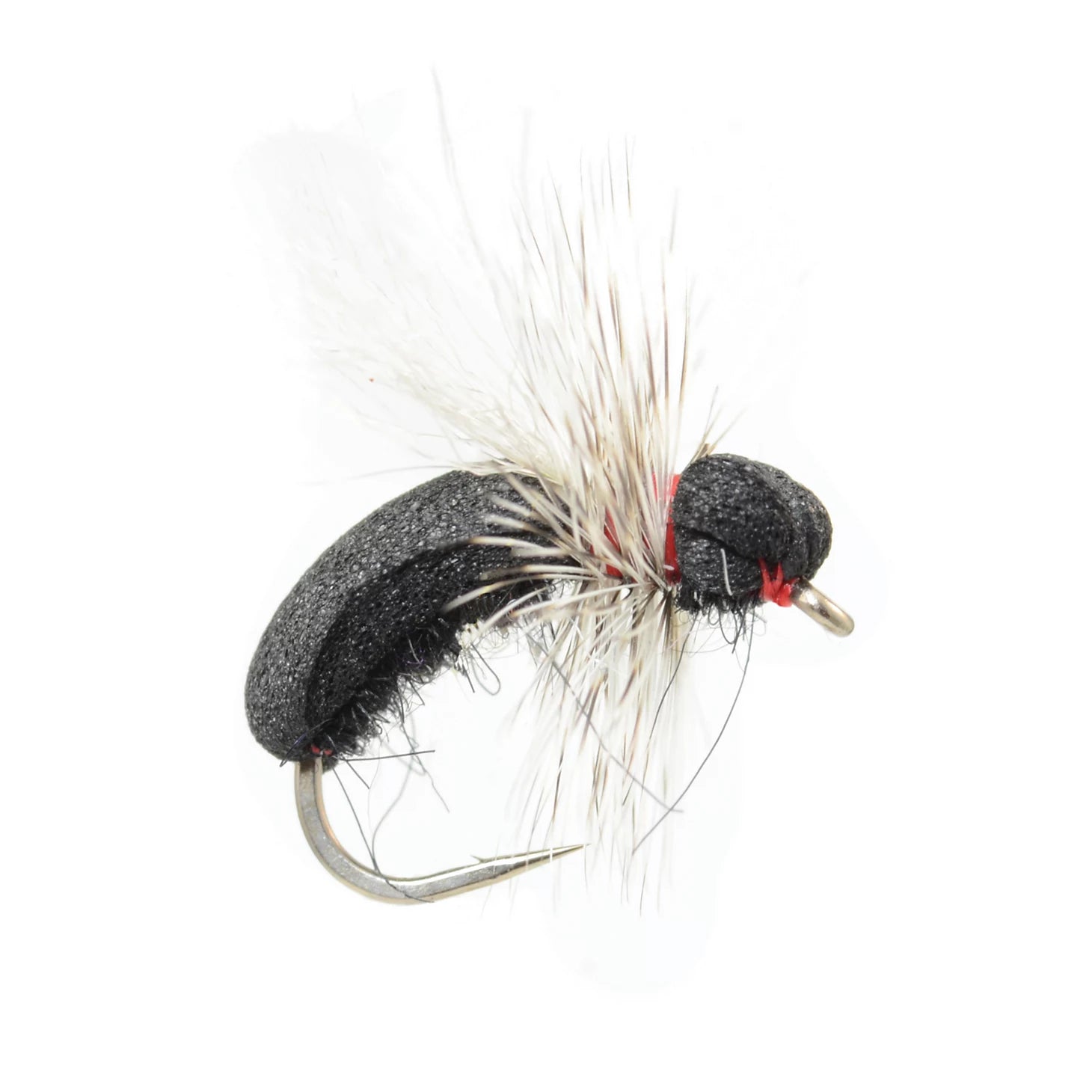 Black Toast Ant