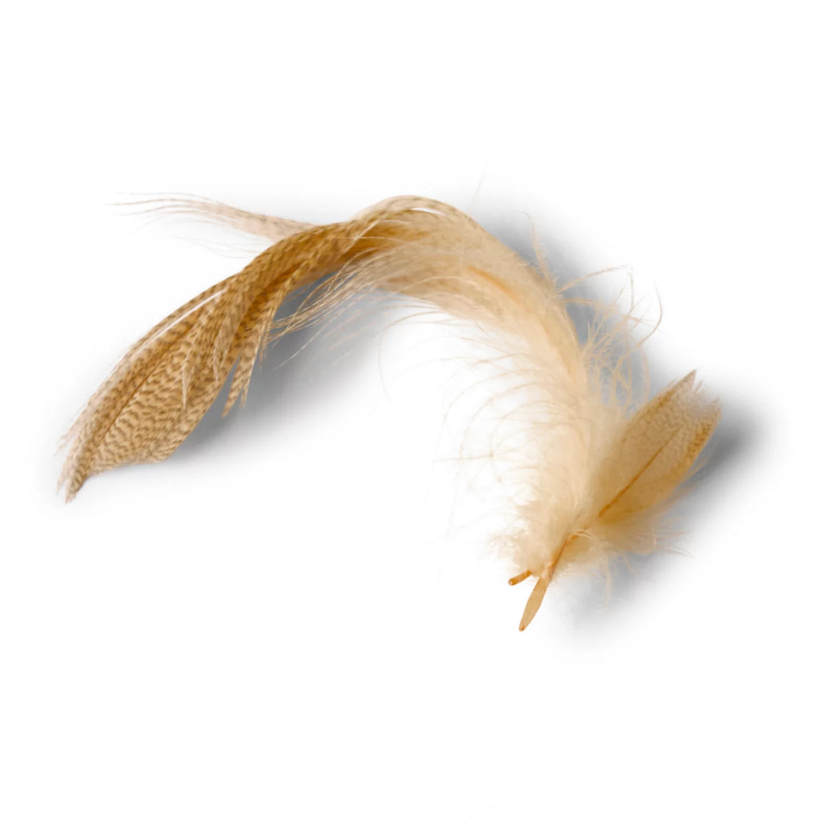 Mallard Duck Side Feathers