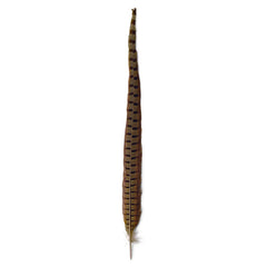 Pheasant Tail
