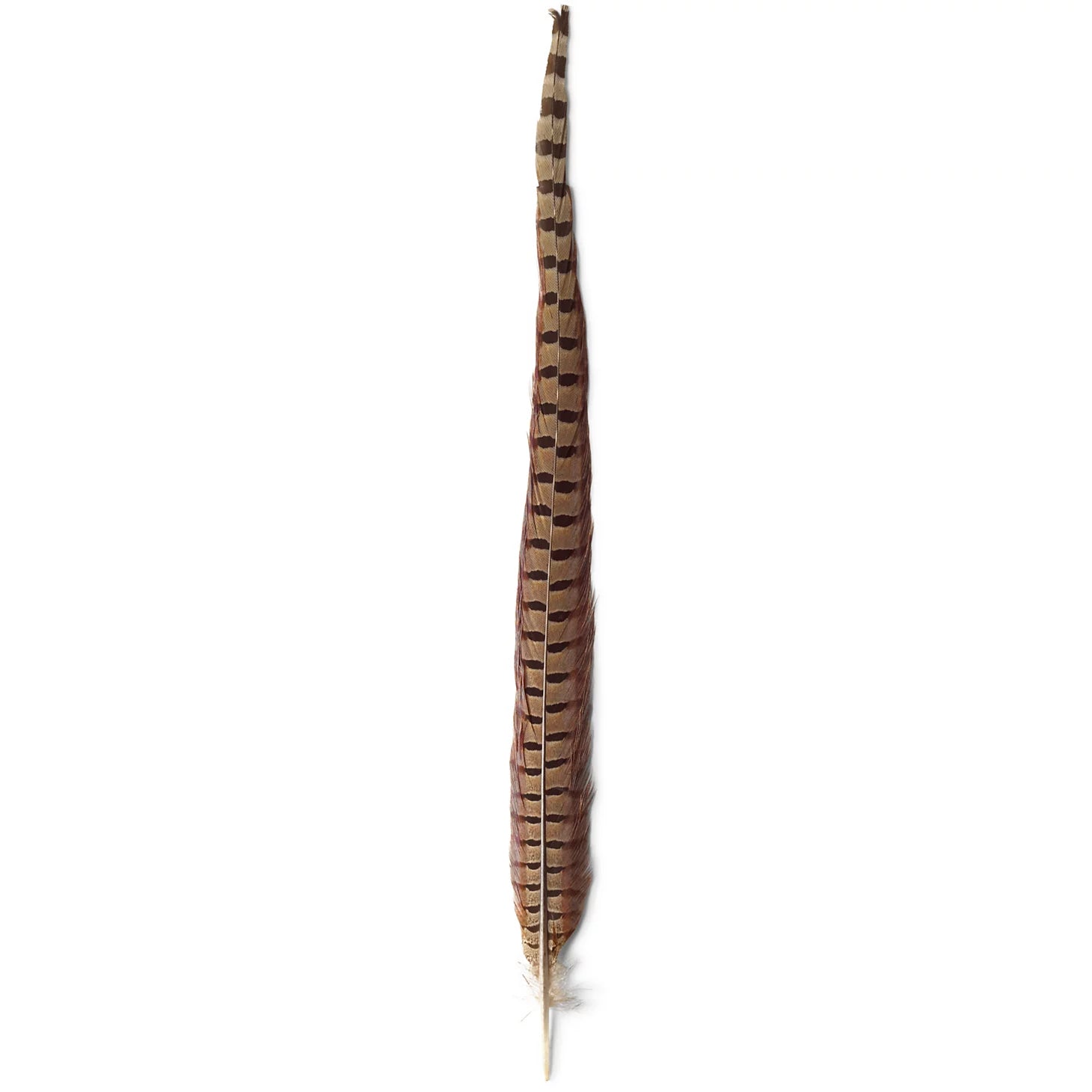 Pheasant Tail