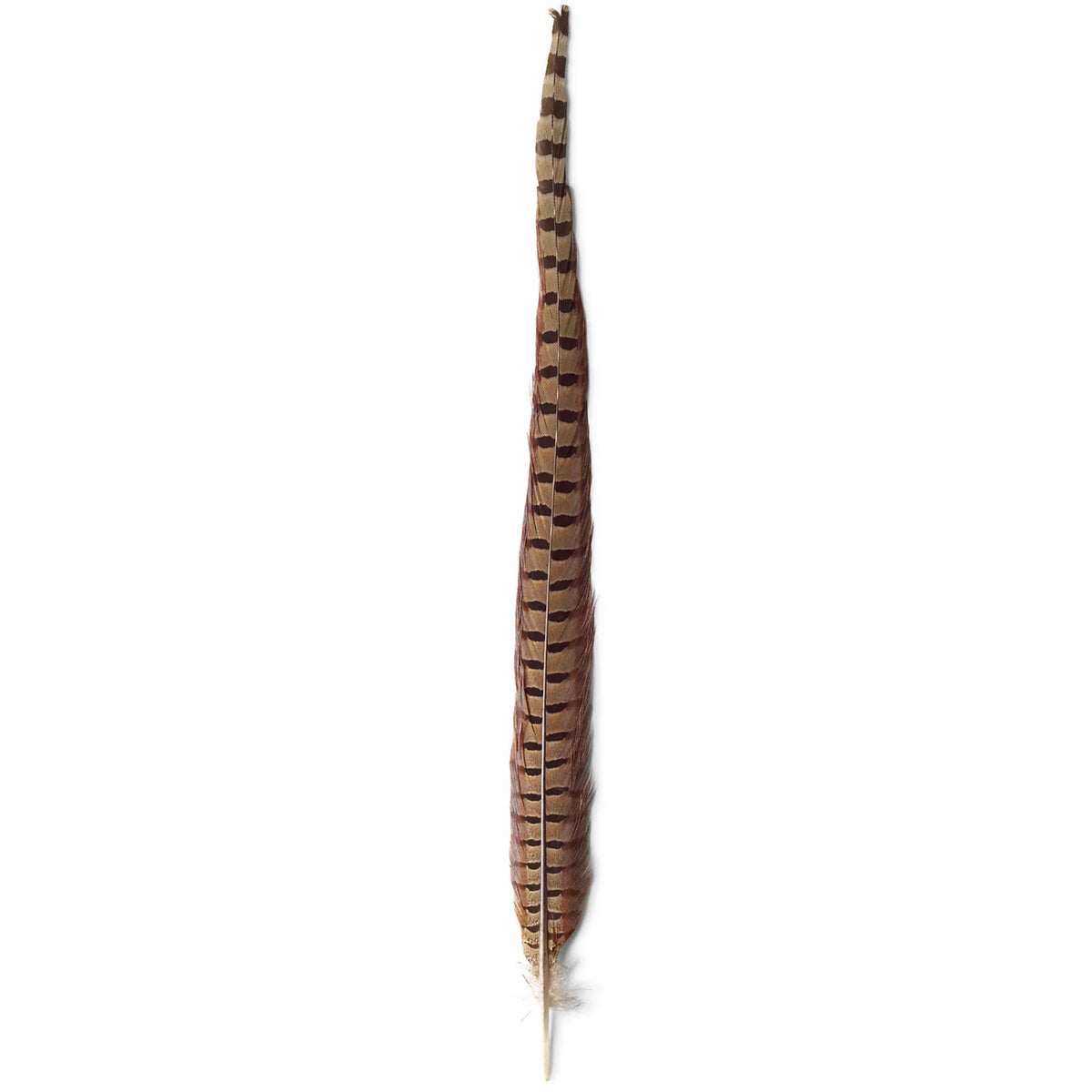 Pheasant Tail