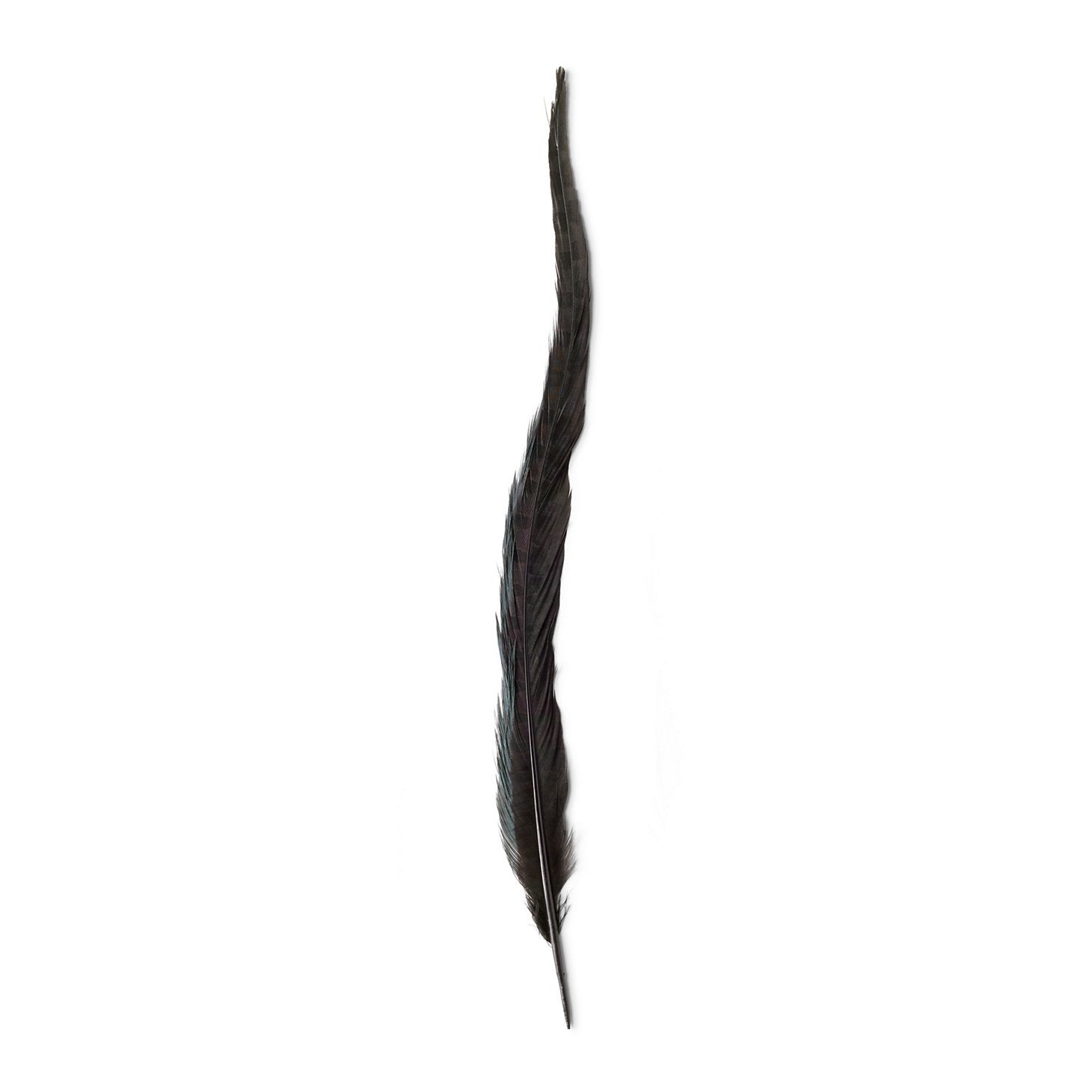 Pheasant Tail