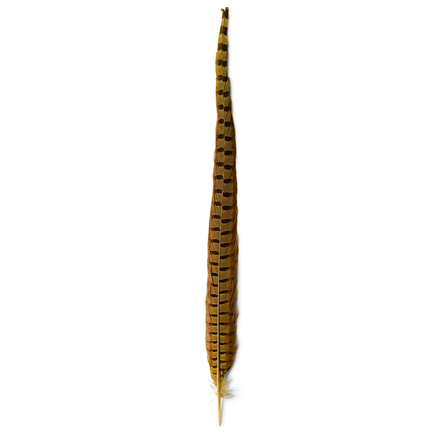 Pheasant Tail
