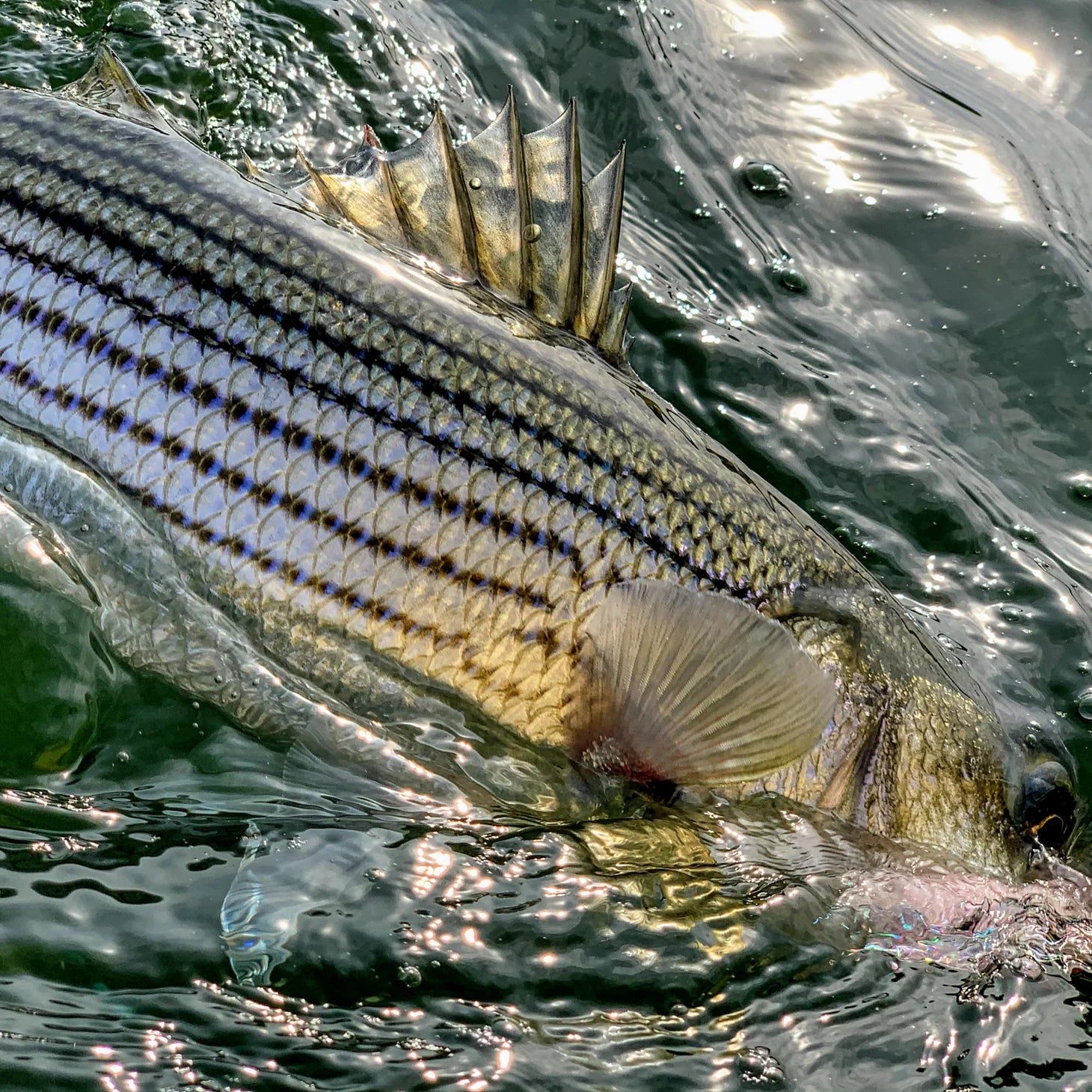 Dowell Maryland 2-Day Combination Fly Fishing School - Chesapeake Bay