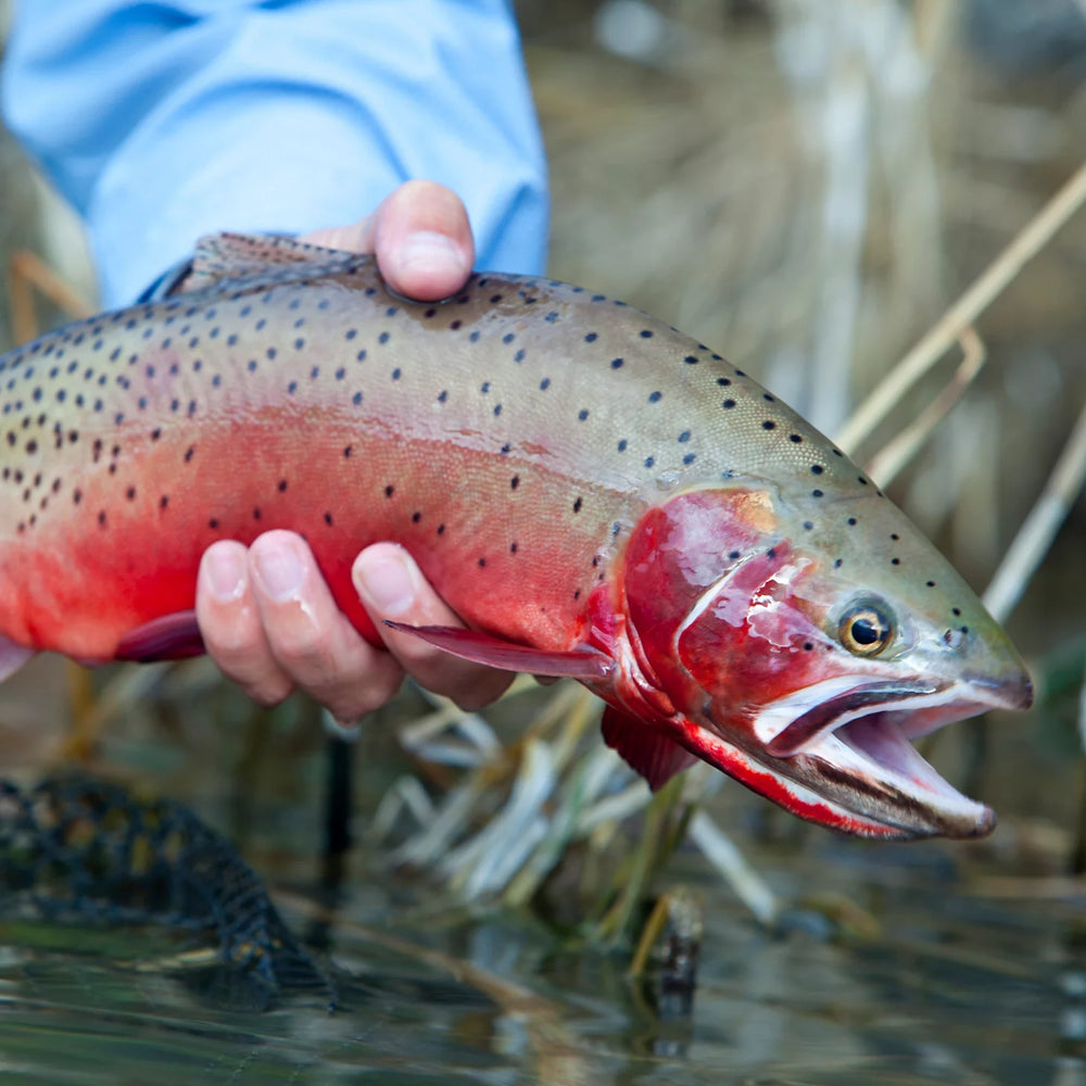 Trout School At Falcon's Ledge, Utah