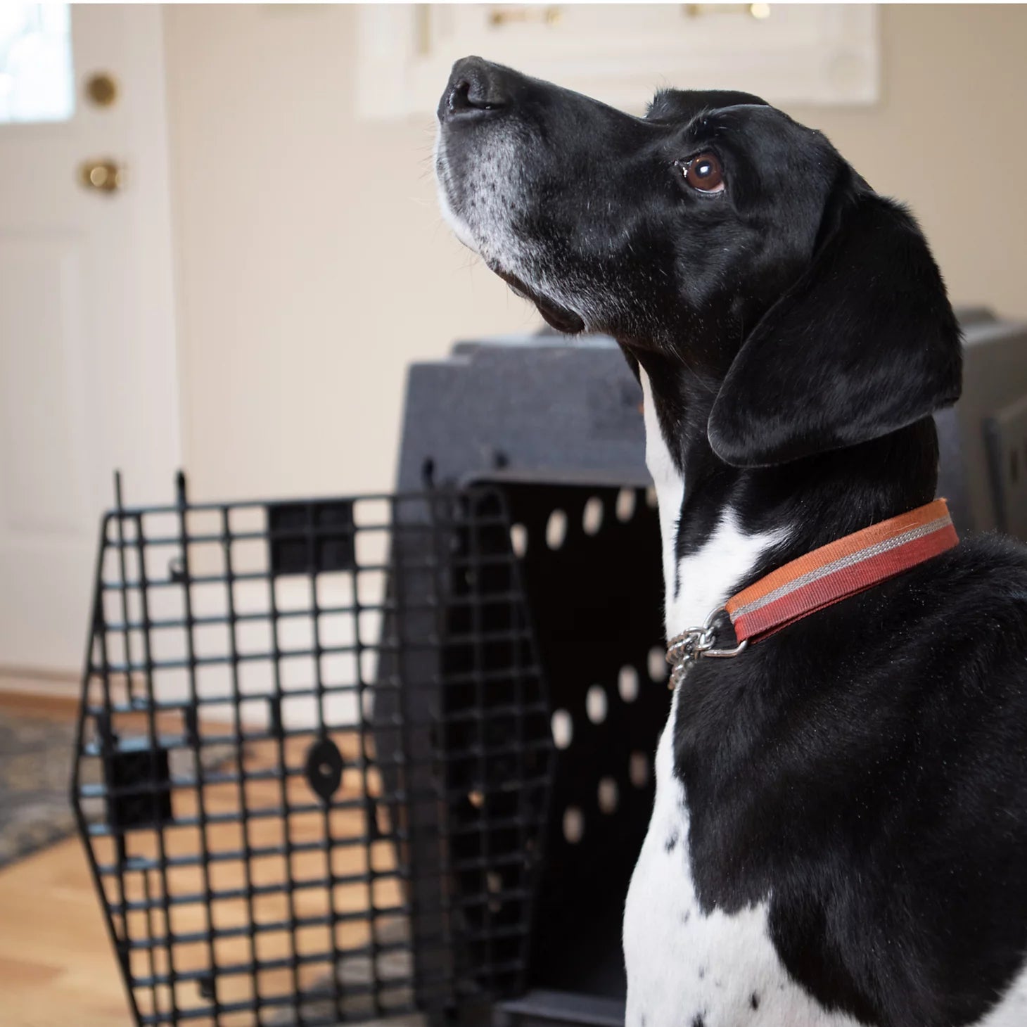 Ruff Land™ Performance Dog Kennel