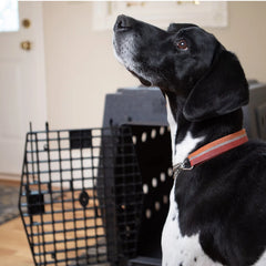 Ruff Land™ Performance Dog Kennel
