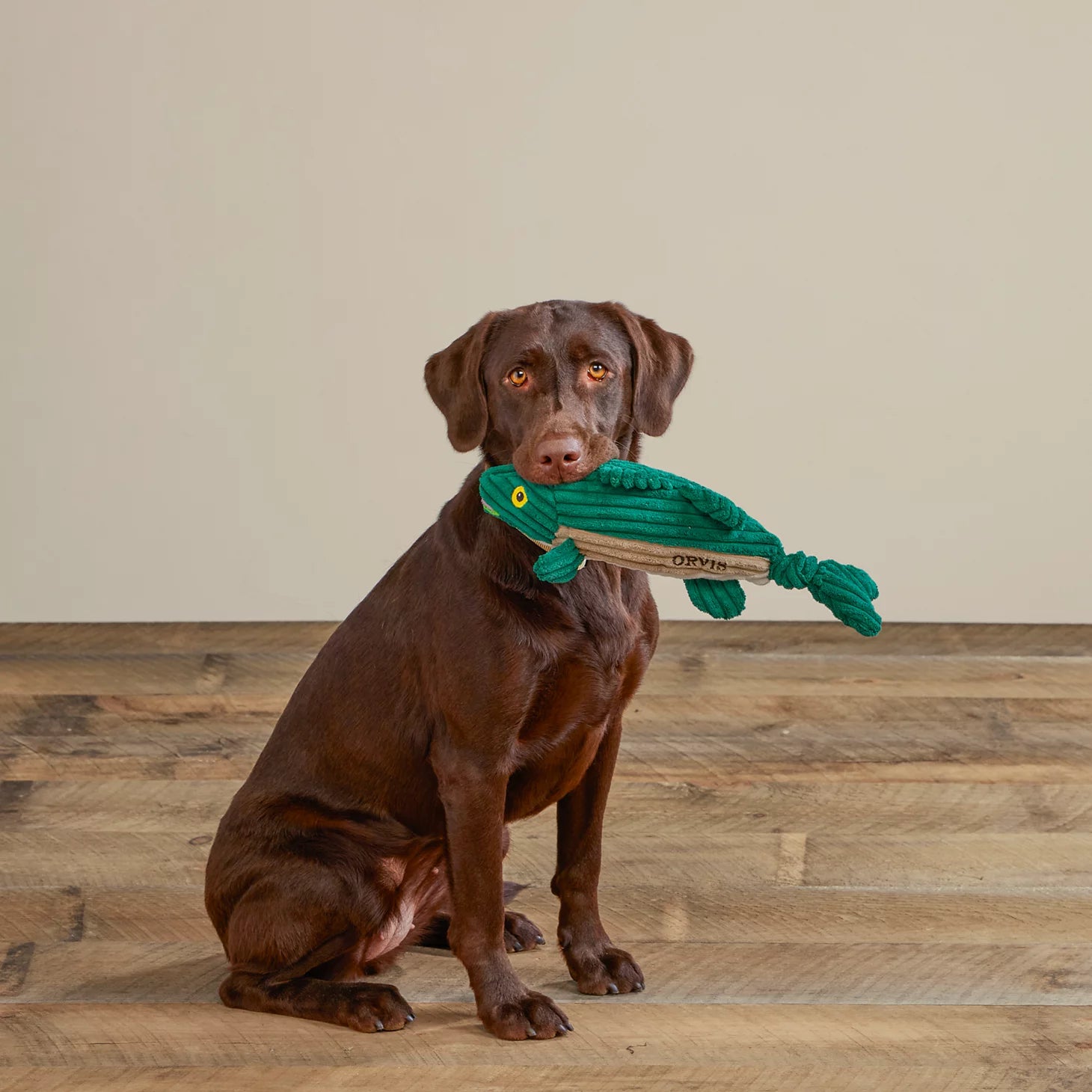 Animal Squeaky Toys